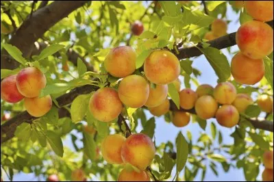 Tous les arbres produisent-ils des fruits ?