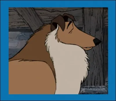 Dans quel Disney peut-on voir ce colley ?