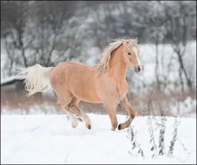 Quel est le nom de ce poney palomino ?