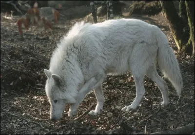 Comment s'appelle cet animal ?