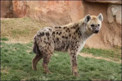 Comment s'appelle cet animal ?