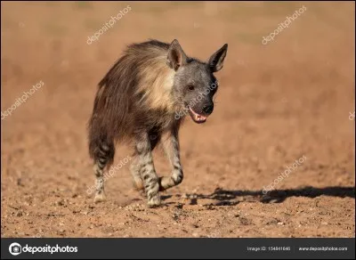 Comment s'appelle cet animal ?