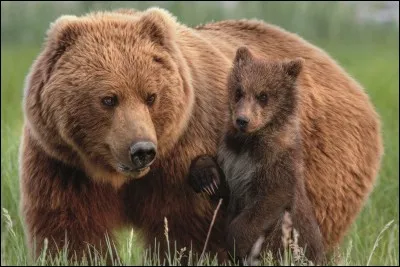 Comment s'appelle cet animal ?