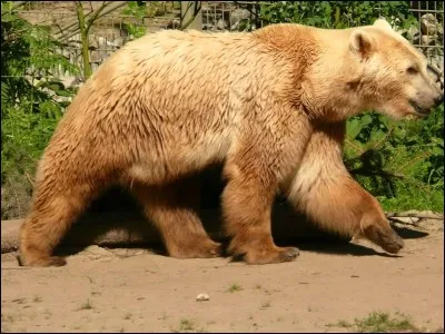 Comment s'appelle cet animal ?