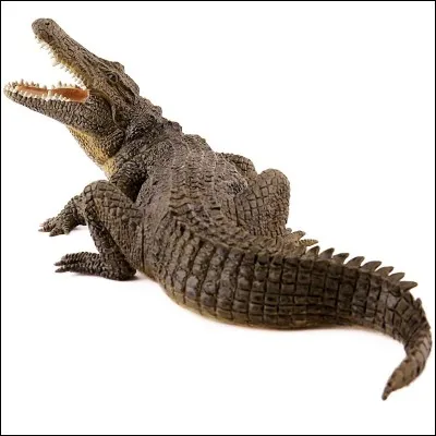 Comment s'appelle cet animal ?