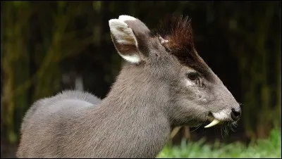 Comment s'appelle cet animal ?