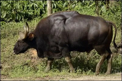 Comment s'appelle cet animal ?