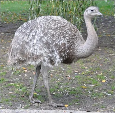 Comment s'appelle cet animal ?