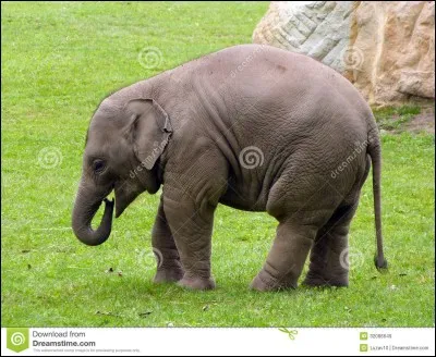 Comment s'appelle cet animal ?