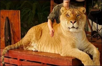 Comment s'appelle cet animal ?