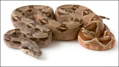 Comment s'appelle cet animal ?