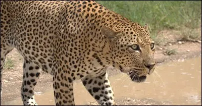 Comment s'appelle cet animal ?