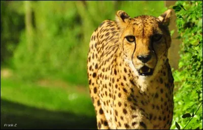 Comment s'appelle cet animal ?