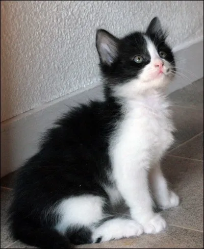 Si tu avais un animal de compagnie, ce serait :