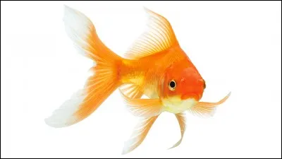 Quel est son animal de compagnie en 2018 ?