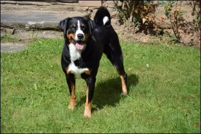 Quelle est la race de ce chien ?