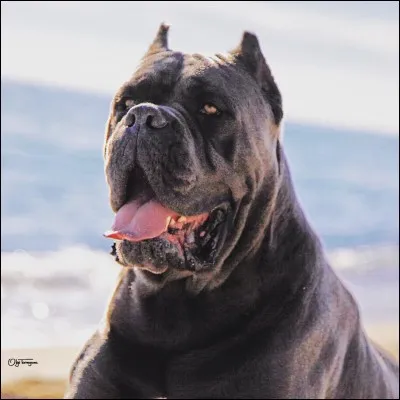 Quelle est la race de ce gros chien ?