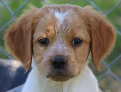 À quelle race ce chien appartient-il ?
