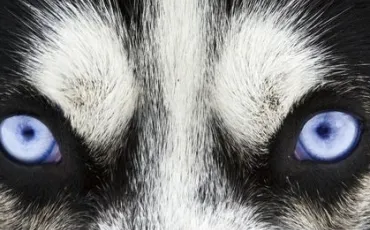 Quiz Animaux