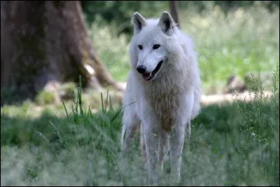Quel animal pr&eacute;f&egrave;res-tu le plus entre ces quatre ?