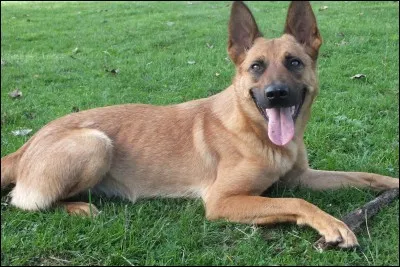 Pizza, hamburger, panini ou spaghettis ? Que pr&eacute;f&egrave;res-tu ?