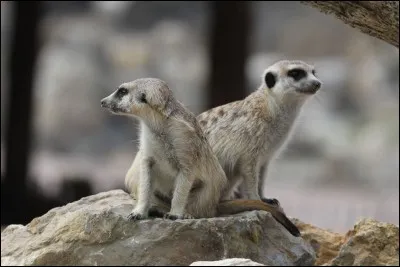 Tu pr&eacute;f&egrave;res...