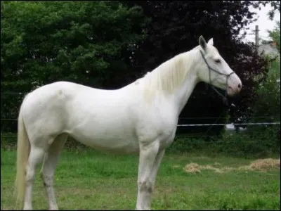 Quelle est la robe de ce cheval ?