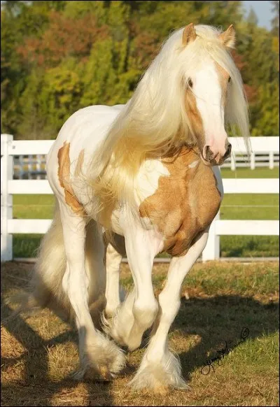 Quelle est cette robe ?