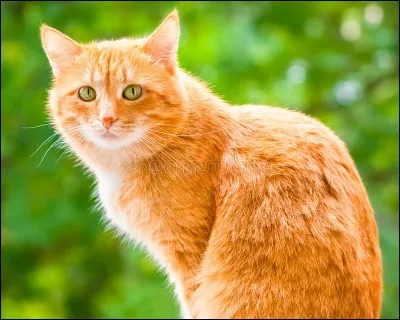 Comment Tempête de Sable a-t-elle réagi quand Étoile de Feu a rejoint le Clan du Tonnerre ?