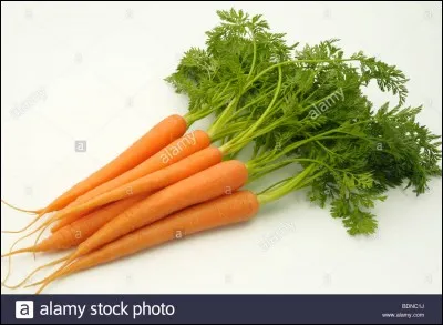 Donnez le nom latin de cette plante.