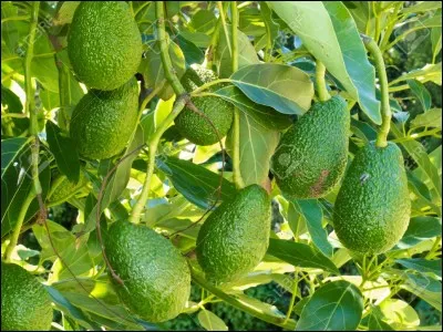 Donnez le nom latin de cette plante.