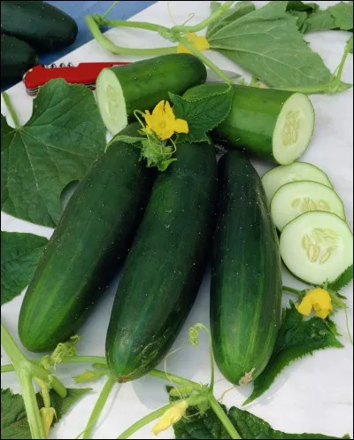 Donnez le nom latin de cette plante.