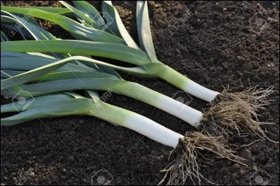 Donnez le nom latin de cette plante.