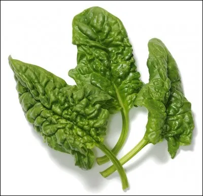 Donnez le nom latin de cette plante.