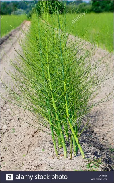 Donnez le nom latin de cette plante.