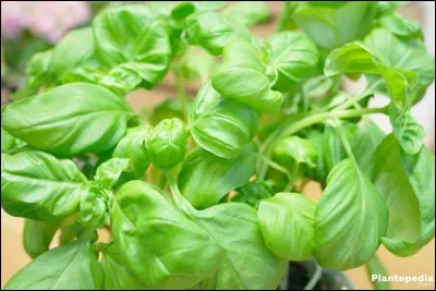 Donnez le nom latin de cette plante.