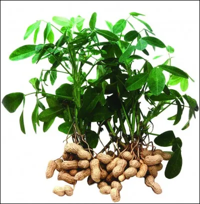 Donnez le nom latin de cette plante.