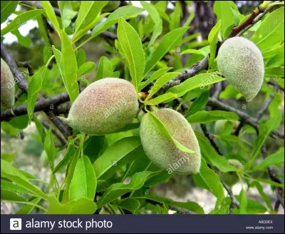 Donnez le nom latin de cette plante.