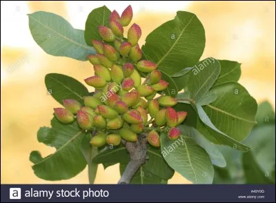 Donnez le nom latin de cette plante.