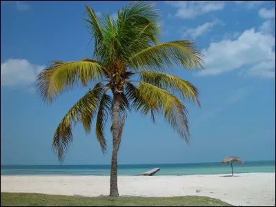 Donnez le nom latin de cette plante.