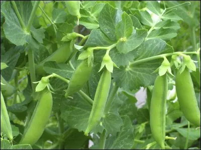 Donnez le nom latin de cette plante.