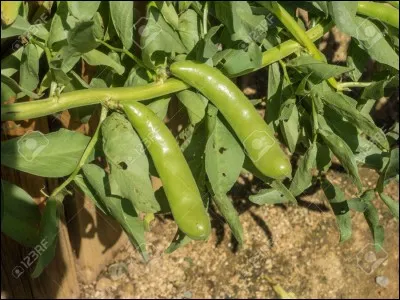 Donnez le nom latin de cette plante.