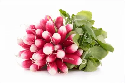 Donnez le nom latin de cette plante.