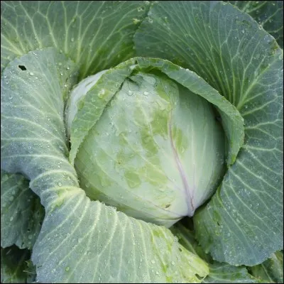 Donnez le nom latin de cette plante.