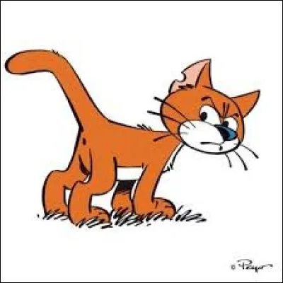 Où peut-on voir ce chat ?