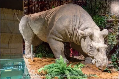 Comment s'appelle cet animal ?