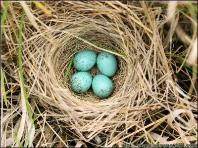 Qui l'a poussé du nid ?
