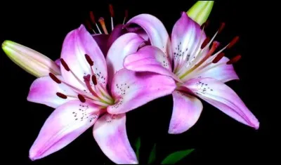 Quelle est ta couleur préférée ?