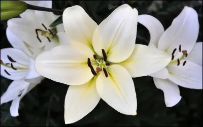 Dans quelle période aimerais-tu vivre ?