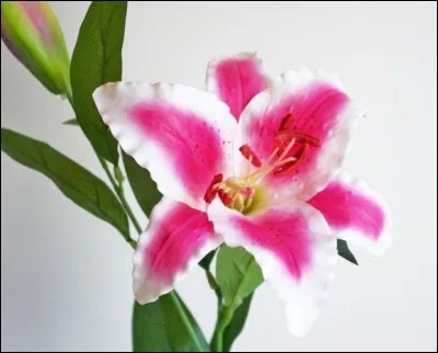 Tu te qualifierais plutôt comme...